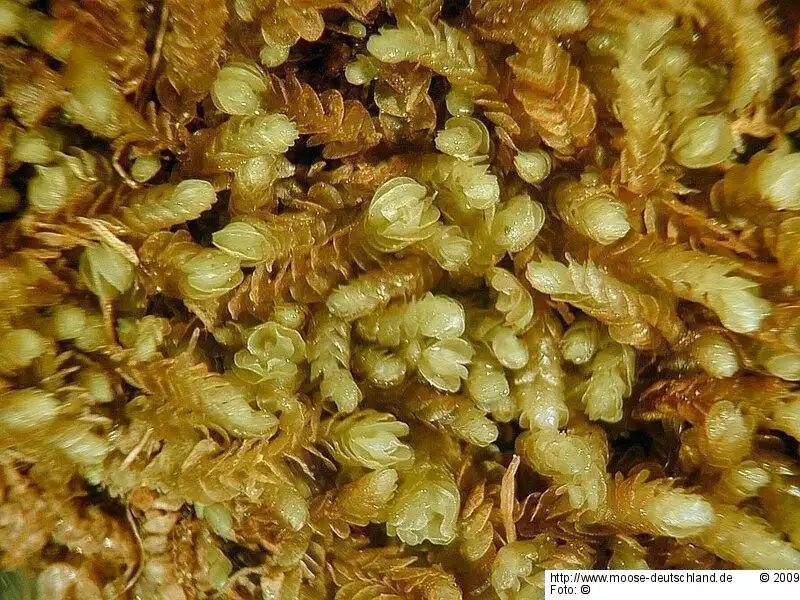 Gametophyt | Foto von Michael Lüth