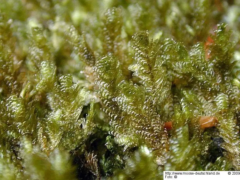 Gametophyt | Foto von Michael Lüth