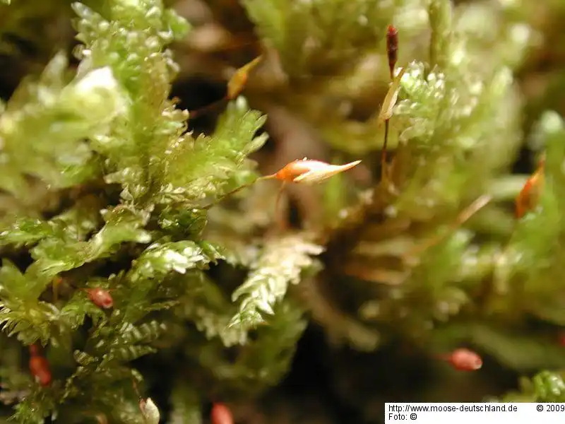 Habitus | Foto von Michael Lüth
