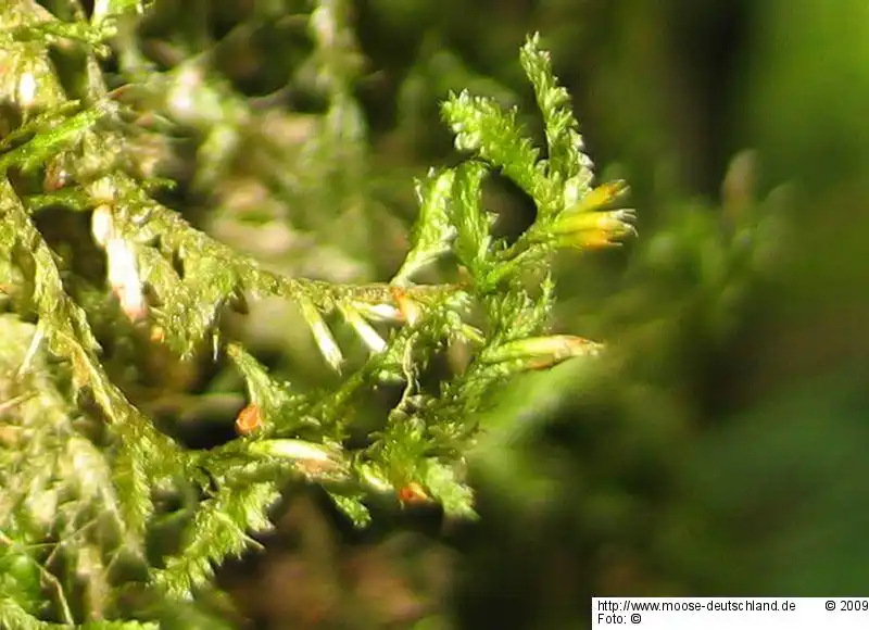 Habitus | Foto von Dr. Oliver Dürhammer