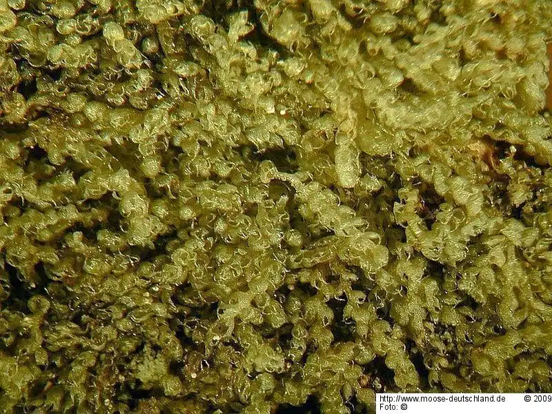 Fotografie Nowellia curvifolia (Dicks.) Mitt.