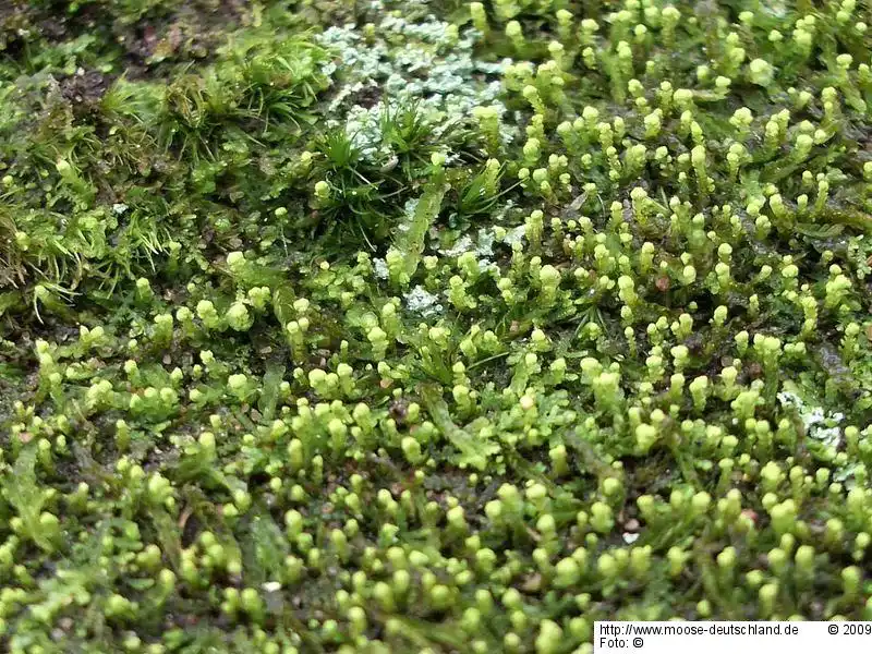 Habitus | Foto von Michael Lüth