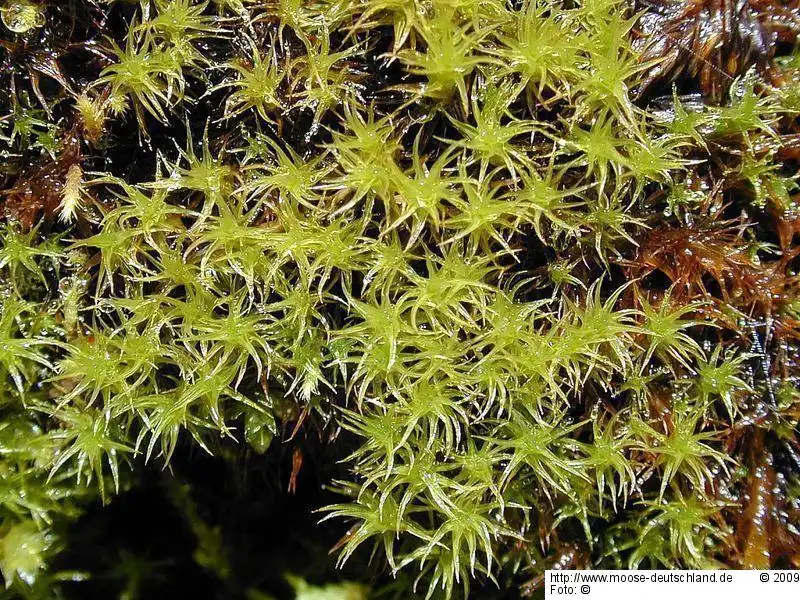 Fotografie Oncophorus virens (Hedw.) Brid.
