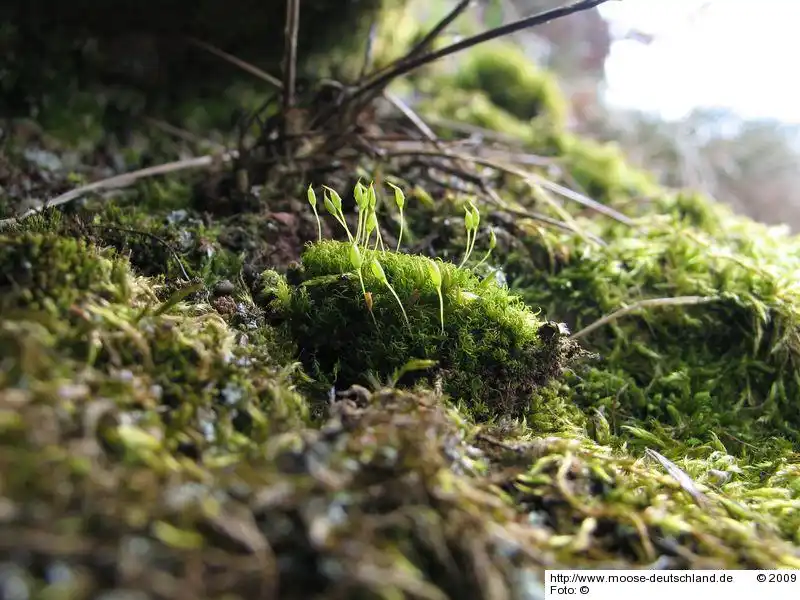 Habitus | Foto von Dr. Oliver Dürhammer