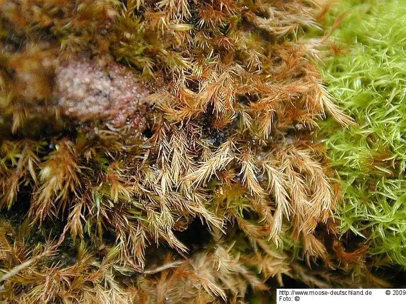Fotografie Orthothecium intricatum (Hartm.) Schimp.