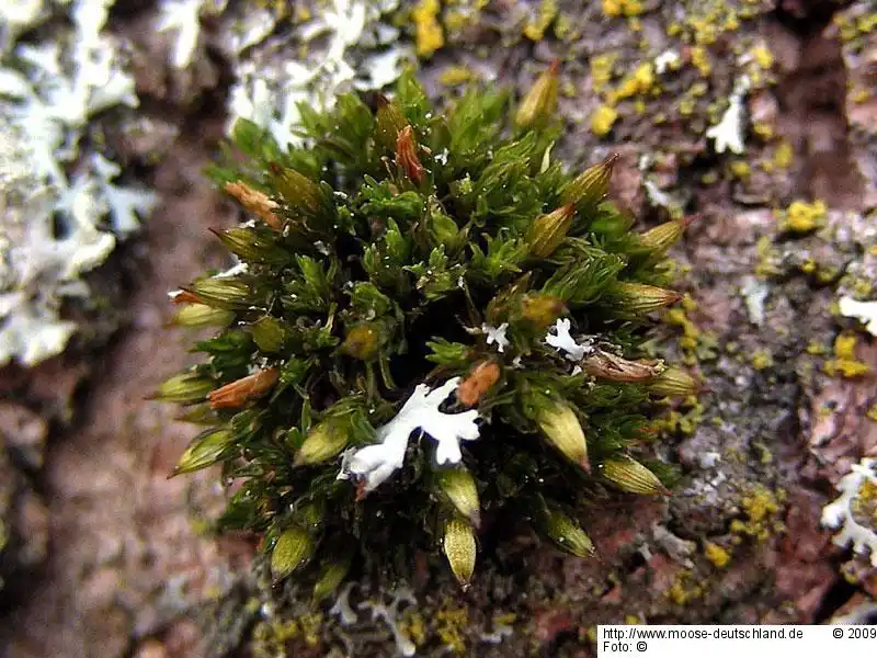 Fotografie Orthotrichum rogeri Brid.
