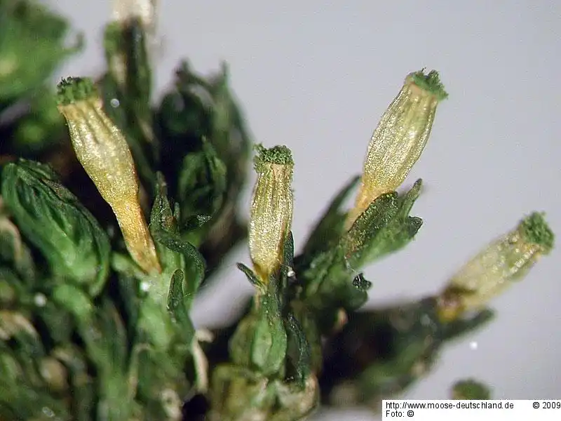 Sporophyt | Foto von Michael Lüth