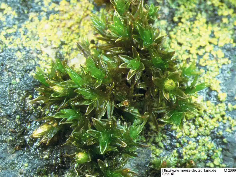 Fotografie Orthotrichum sprucei Mont.