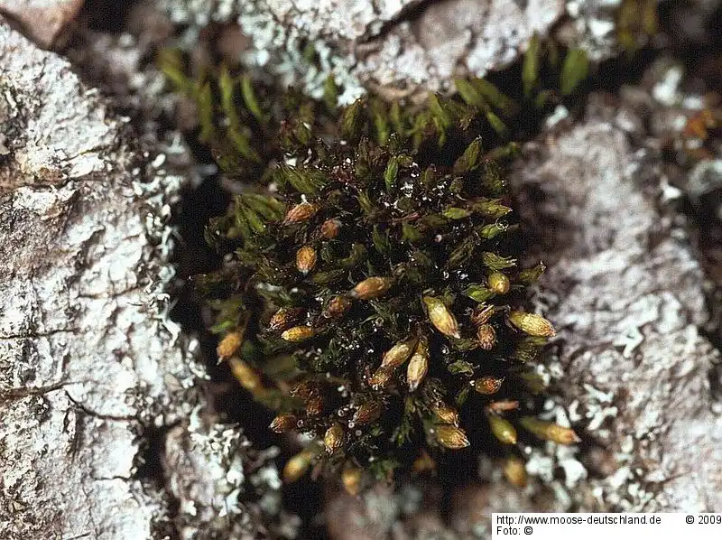 Fotografie Orthotrichum affine Brid.