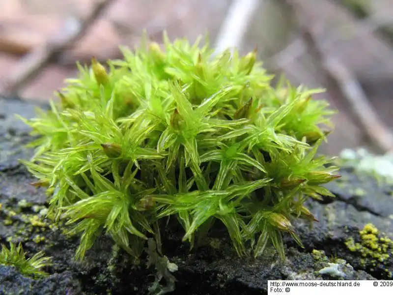 Habitus | Foto von Dr. Michael Schön