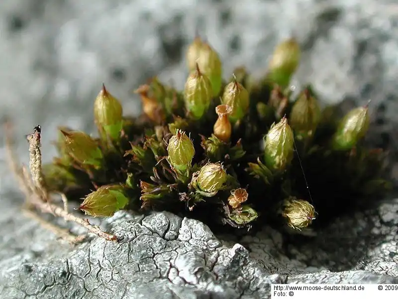 Fotografie Orthotrichum alpestre Hornsch. ex Bruch & Schimp.