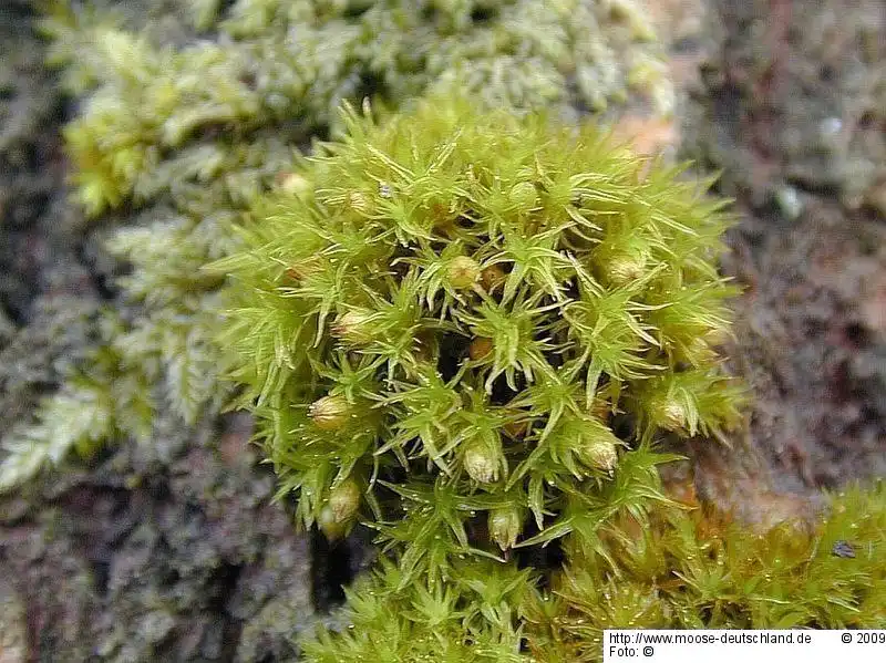 Fotografie Orthotrichum patens Bruch ex Brid.