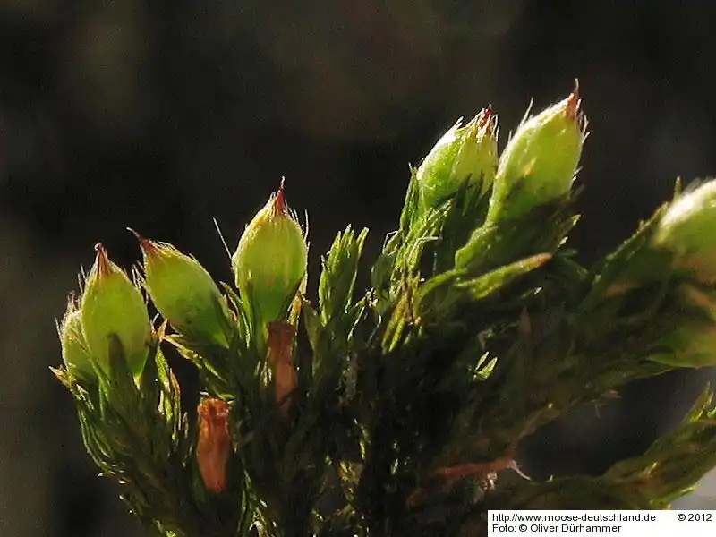 Habitus | Foto von Dr. Oliver Dürhammer