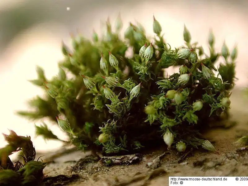Fotografie Orthotrichum pulchellum Brunt.