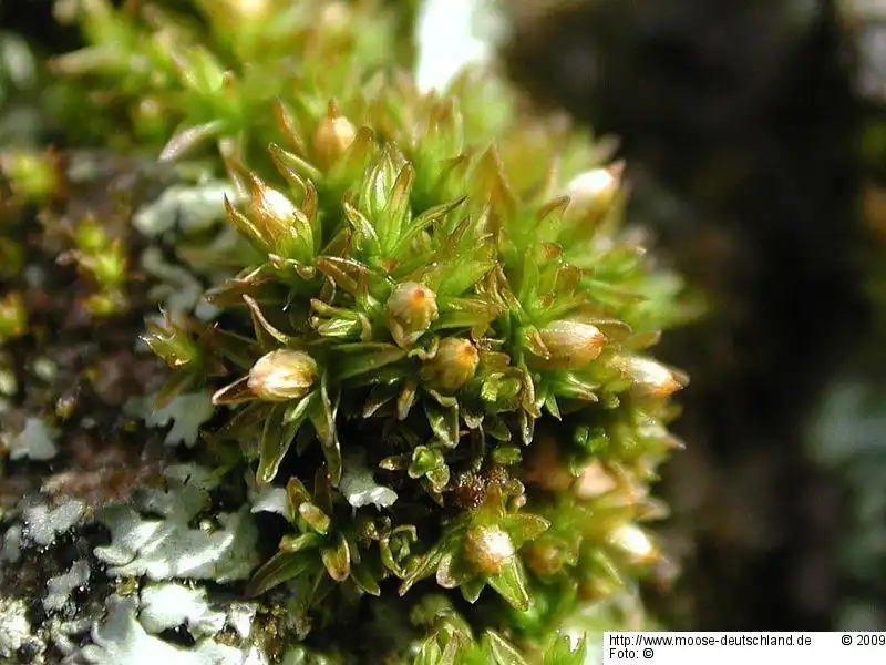 Fotografie Orthotrichum pumilum Sw.