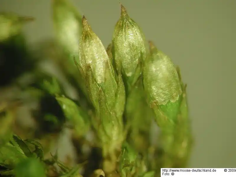 Fotografie Orthotrichum scanicum Grönvall