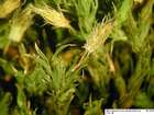 Orthotrichum speciosum Nees