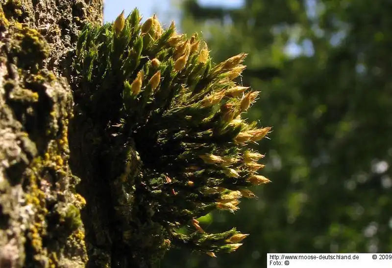 Habitus | Foto von Dr. Oliver Dürhammer