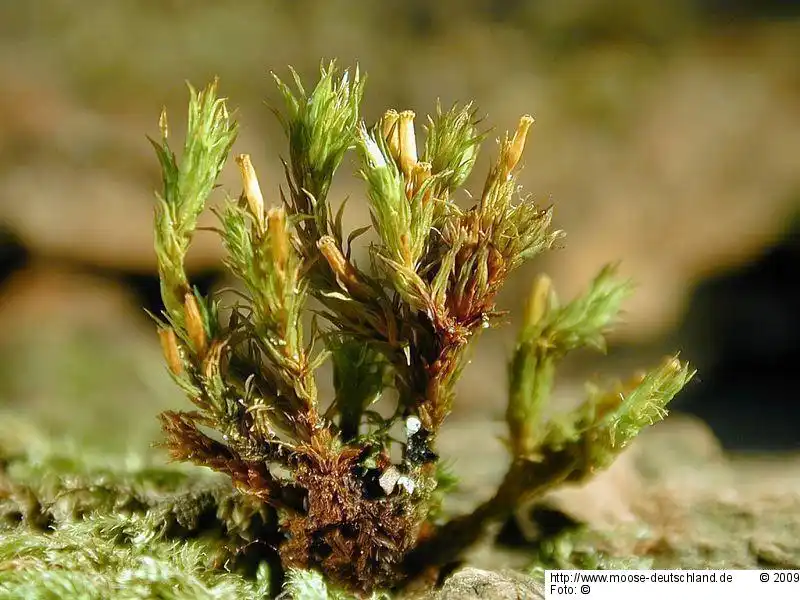 Fotografie Orthotrichum striatum Hedw.