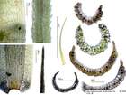 Paraleucobryum longifolium (Hedw.) Loeske