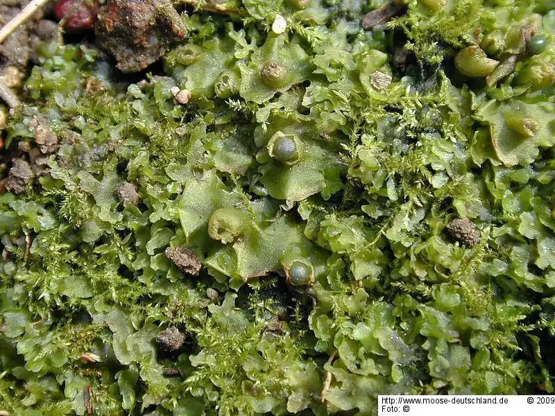 Habitus | Foto von Michael Lüth