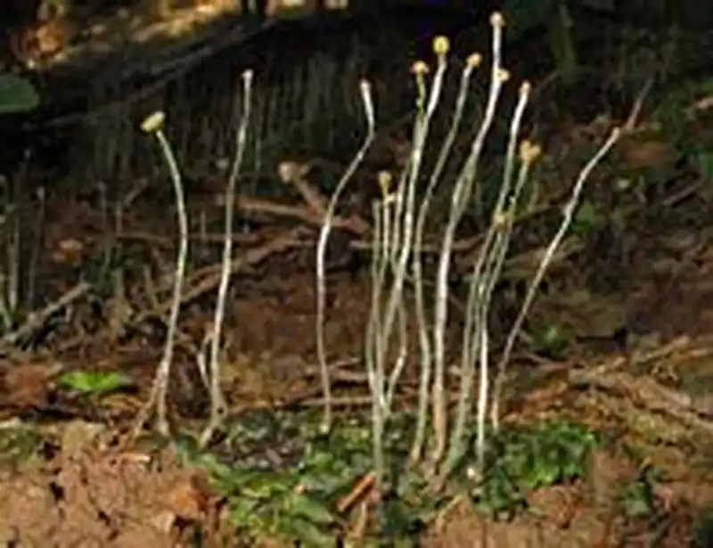 Habitus | Foto von Dr. Oliver Dürhammer
