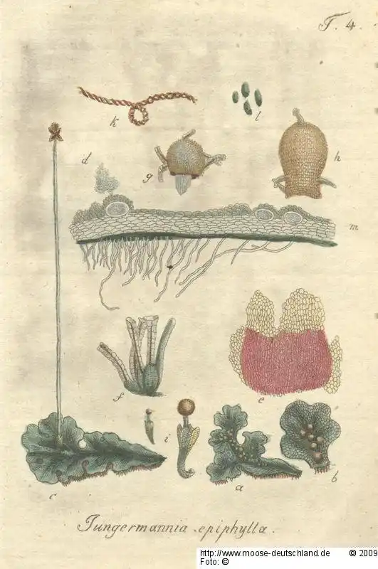 Habitus | Foto von Dr. Oliver Dürhammer