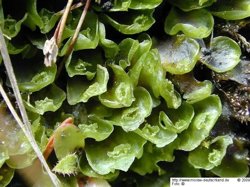 Habitus | Foto von Michael Lüth