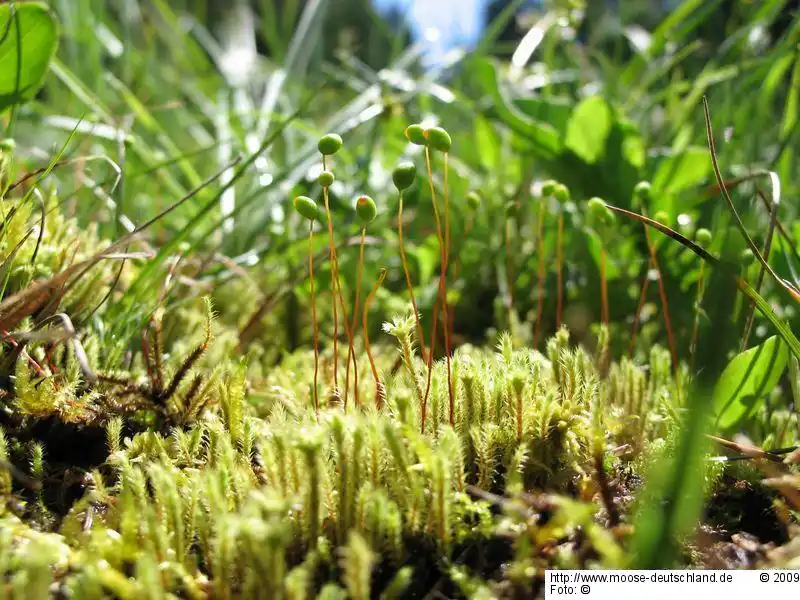 Habitus | Foto von Dr. Oliver Dürhammer