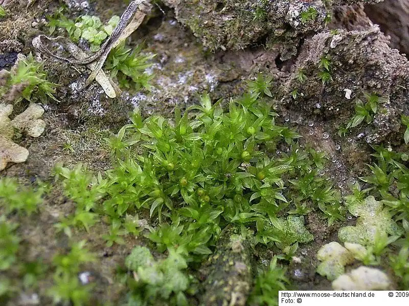 Fotografie Aphanorrhegma patens (Hedw.) Lindb.