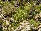 Physcomitrium sphaericum (C.F.Ludw.) Brid.
