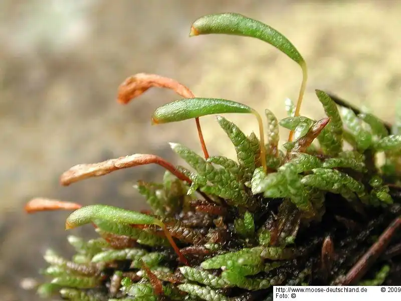 Sporophyt | Foto von Michael Lüth