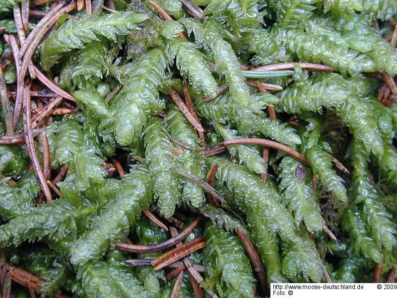 Gametophyt | Foto von Wolfgang von Brackel