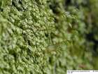 Plagiothecium curvifolium Schlieph. ex Limpr.
