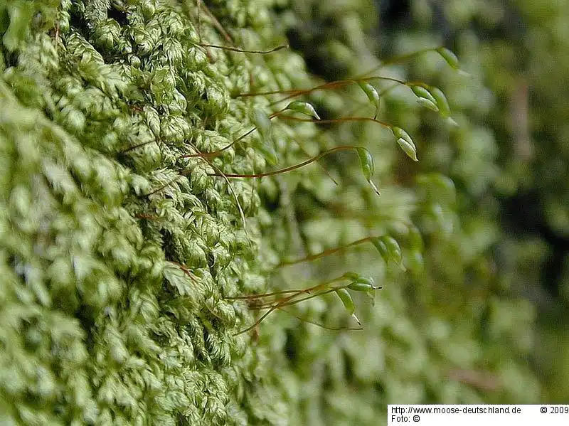 Habitus | Foto von Michael Lüth