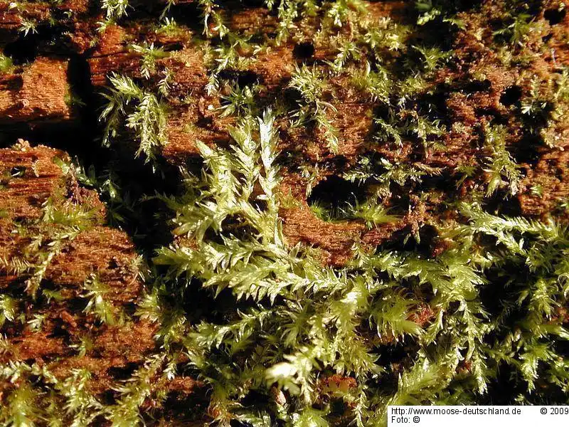 Gametophyt | Foto von Michael Lüth