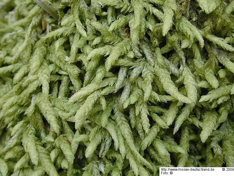 Fotografie Plagiothecium undulatum (Hedw.) Schimp.