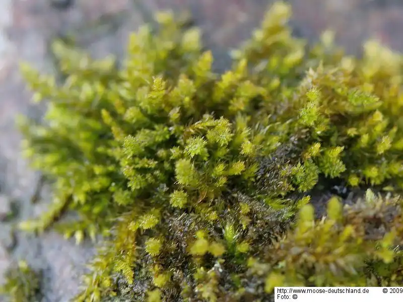 Gametophyt | Foto von Michael Lüth