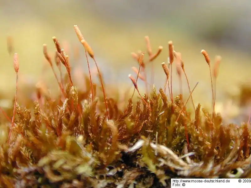 Habitus | Foto von Michael Lüth