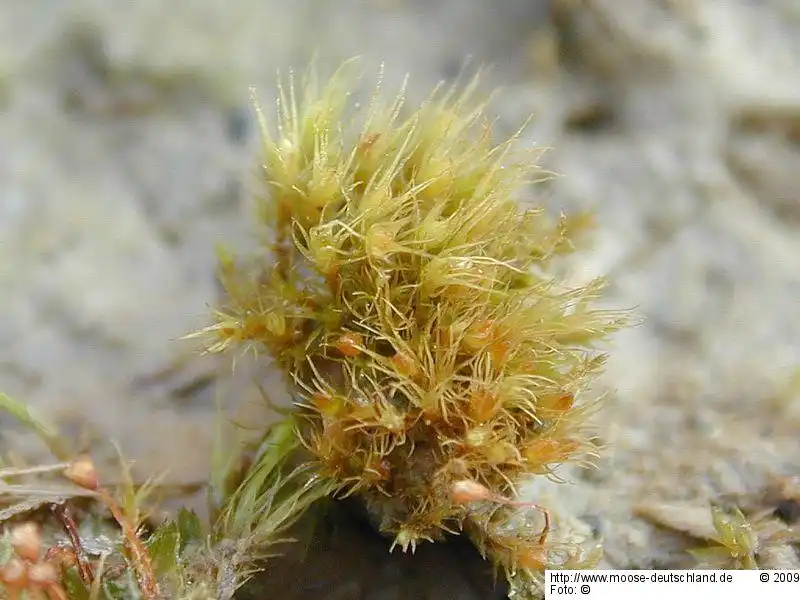 Fotografie Pleuridium acuminatum Lindb.