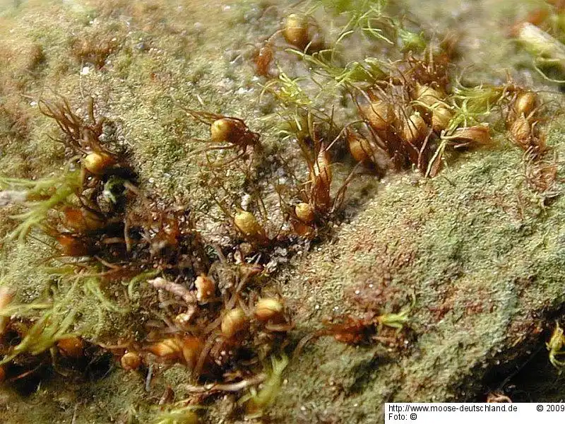 Fotografie Pleuridium palustre (Bruch & Schimp.) Bruch & Schimp.