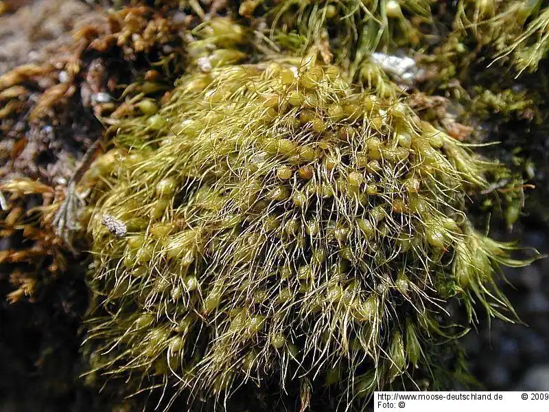 Fotografie Pleuridium subulatum (Hedw.) Rabenh.