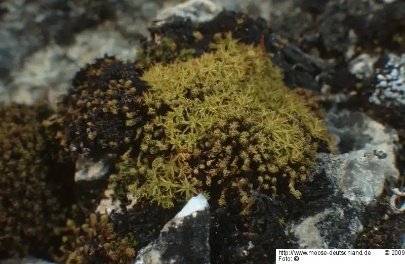 Fotografie Pleurochaete squarrosa (Brid.) Lindb.