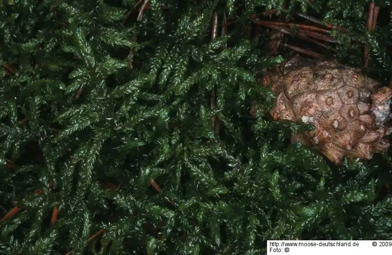 Fotografie Pleurozium schreberi (Willd. ex Brid.) Mitt.