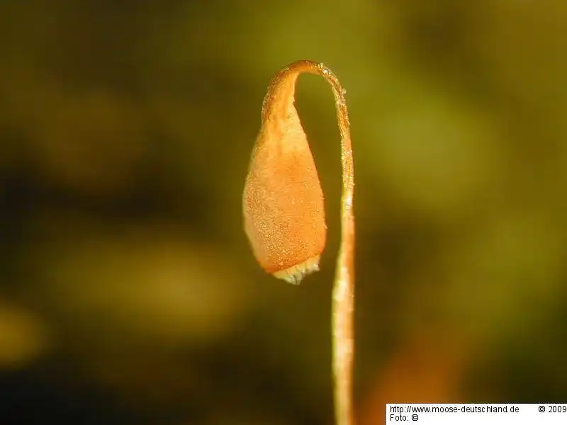 Sporophyt | Foto von Fotograf 14686