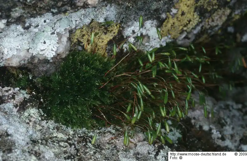 Habitus | Foto von Dr. Oliver Dürhammer