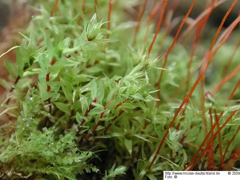Fotografie Pohlia longicollis (Hedw.) Lindb.