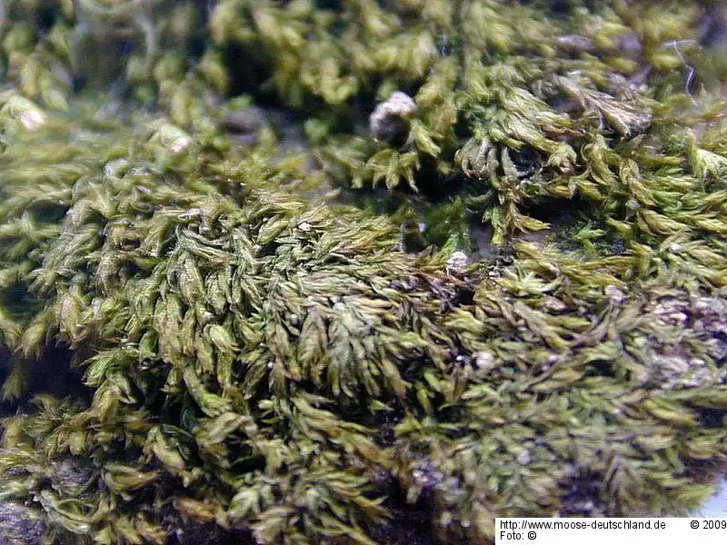 Fotografie Pohlia lutescens (Limpr.) H.Lindb.