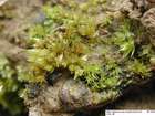 Pohlia melanodon (Brid.) A.J.Shaw