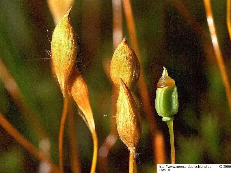 Sporophyt | Foto von Michael Lüth